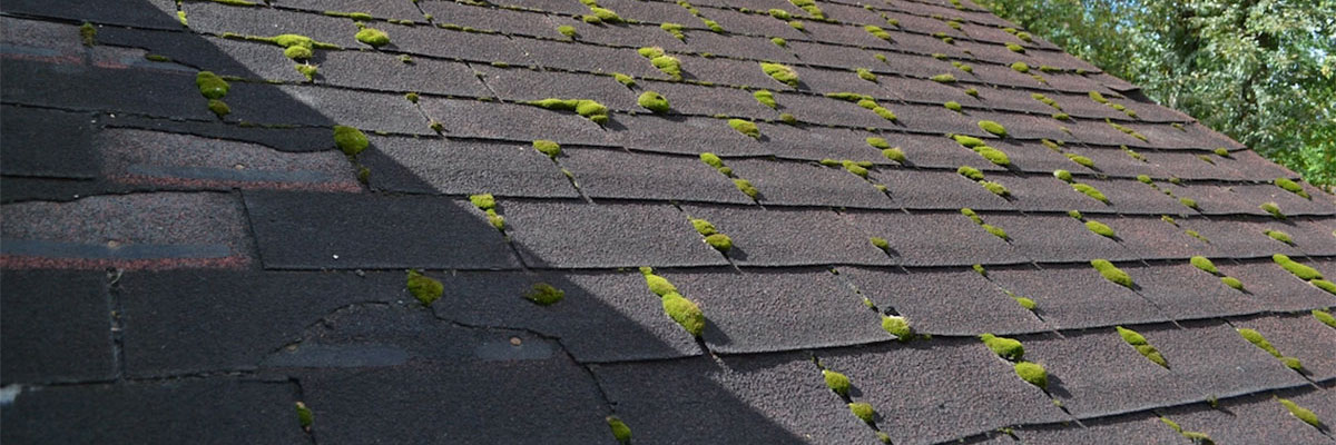 roof with moss and alage
